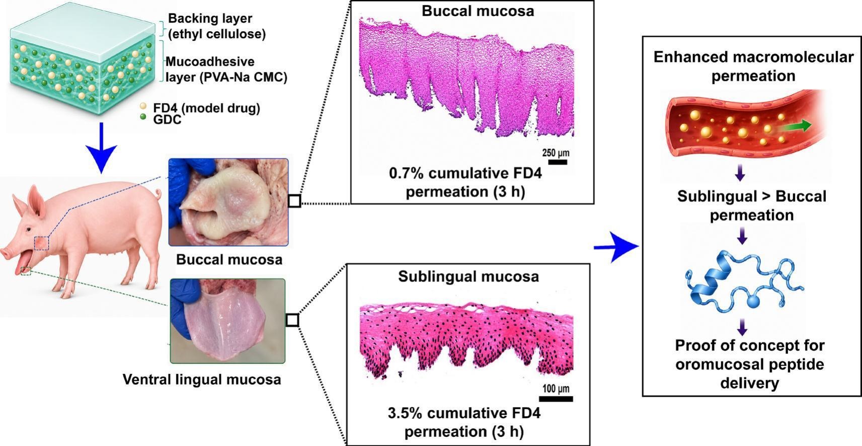 A poly(vinyl alcohol)-based dissolvable bilayer film for buccal and sublingual delivery of FITC-dextran 4000 as a model macromolecule