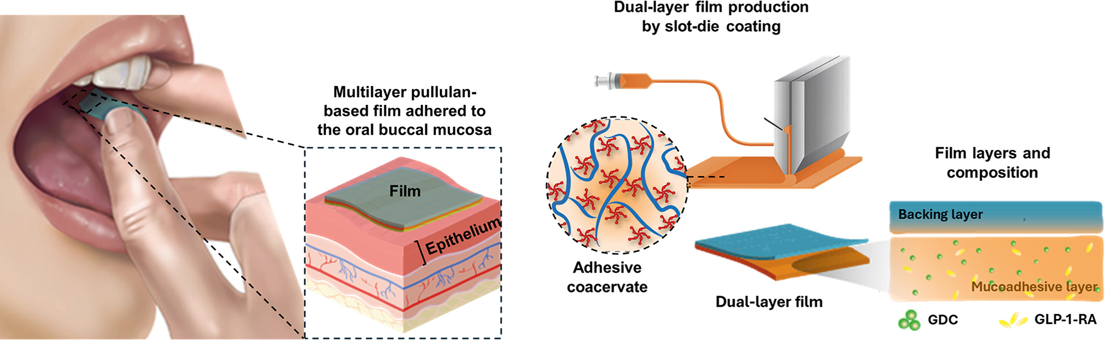 Bioinspired pullulan-based adhesive coacervate films for targeted buccal delivery of peptides